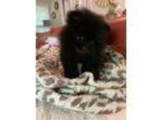 Pomeranian Puppy for sale in Duluth, GA, USA