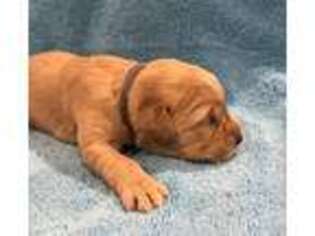 Golden Retriever Puppy for sale in Charlotte, NC, USA
