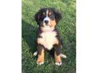 Medium Photo #1 Bernese Mountain Dog Puppy For Sale in Perry, MI, USA