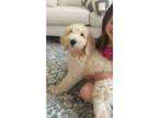 Goldendoodle Puppy for sale in Prosper, TX, USA