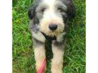 Bearded Collie Puppy for sale in Spraggs, PA, USA