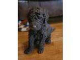 Labradoodle Puppy for sale in Mc Leansboro, IL, USA