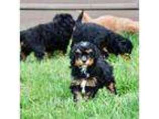 Miniature Pinscher Puppy for sale in Eureka, MT, USA
