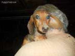 Dachshund Puppy for sale in Bonsall, CA, USA