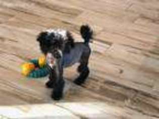 Chinese Crested Puppy for sale in Marshfield, WI, USA
