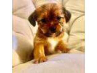 Yorkshire Terrier Puppy for sale in Duluth, GA, USA