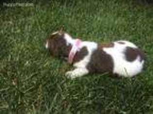English Springer Spaniel Puppy for sale in Fairfield, ID, USA