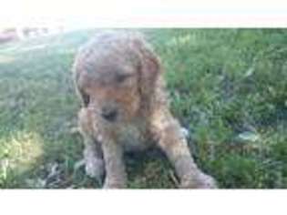 Goldendoodle Puppy for sale in Orient, IA, USA