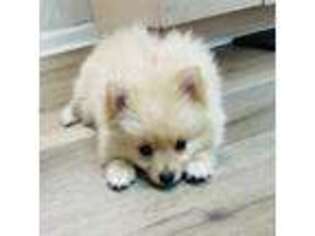 Pomeranian Puppy for sale in Tampa, FL, USA