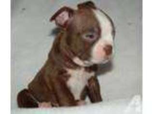 Boston Terrier Puppy for sale in DENISON, TX, USA