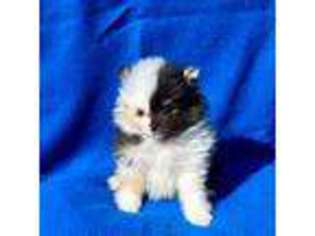 Pomeranian Puppy for sale in New Paris, IN, USA