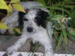 Jack Russell Terrier Puppy for sale in Fayetteville, NC, USA