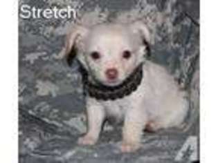 Chihuahua Puppy for sale in ALLEN, TX, USA