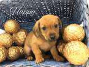 Dachshund Puppy for sale in Petal, MS, USA