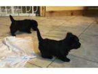 Scottish Terrier Puppy for sale in Northwood, IA, USA