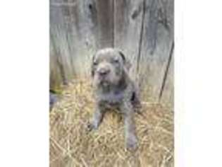 Cane Corso Puppy for sale in Mc Clure, PA, USA