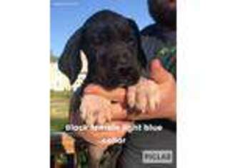 Great Dane Puppy for sale in Vandalia, IL, USA