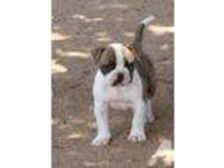 American Bulldog Puppy for sale in LUBBOCK, TX, USA
