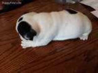 French Bulldog Puppy for sale in Houston, MO, USA