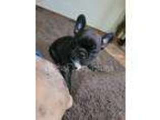 French Bulldog Puppy for sale in Kingsburg, CA, USA