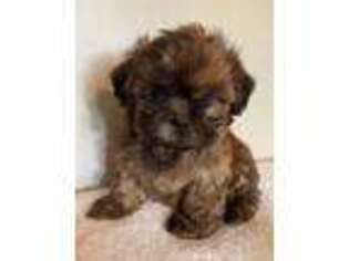 Mutt Puppy for sale in Roswell, GA, USA