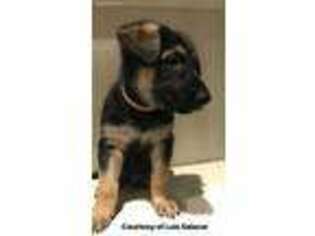 German Shepherd Dog Puppy for sale in Wilmington, NC, USA