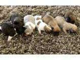 French Bulldog Puppy for sale in Las Cruces, NM, USA