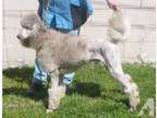 Mutt Puppy for sale in CONSTANTINE, MI, USA