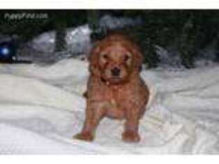 Goldendoodle Puppy for sale in Constantine, MI, USA