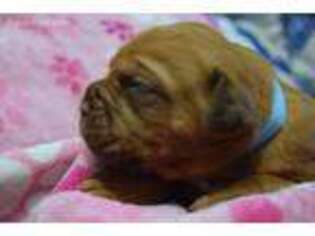 American Bull Dogue De Bordeaux Puppy for sale in West Salem, OH, USA
