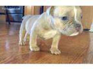Mutt Puppy for sale in Canton, MI, USA
