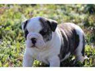 Bulldog Puppy for sale in Kyle, TX, USA