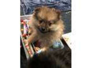 Pomeranian Puppy for sale in Goshen, NY, USA
