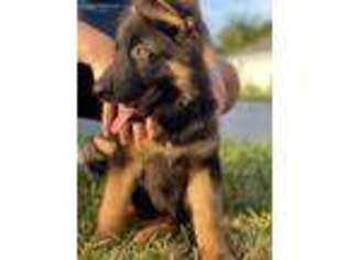 German Shepherd Dog Puppy for sale in Mcallen, TX, USA