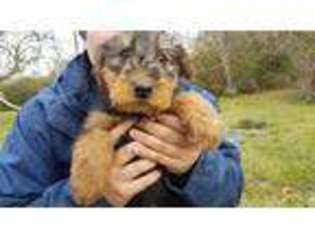 Medium Photo #1 Airedale Terrier Puppy For Sale in Tipp City, OH, USA