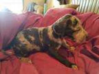 Great Dane Puppy for sale in Hurley, WI, USA