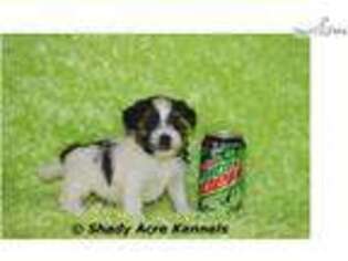 Mal-Shi Puppy for sale in Macon, GA, USA