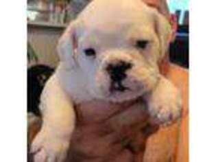 Bulldog Puppy for sale in Watkinsville, GA, USA