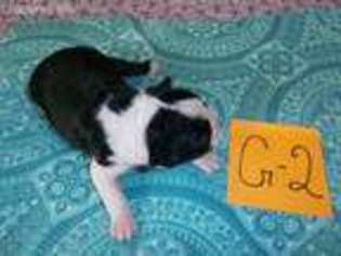 Boston Terrier Puppy for sale in Colfax, IL, USA