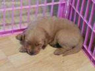 Golden Retriever Puppy for sale in South Beloit, IL, USA