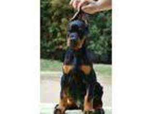 Doberman Pinscher Puppy for sale in Boone, NC, USA