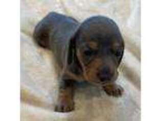Dachshund Puppy for sale in Poughkeepsie, AR, USA