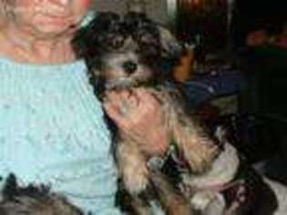 Yorkshire Terrier Puppy for sale in Jamaica, IA, USA