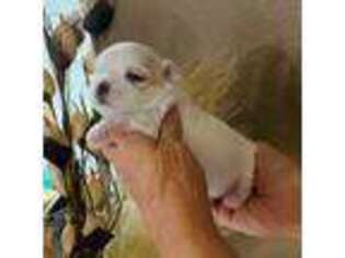 Maltese Puppy for sale in Metropolis, IL, USA