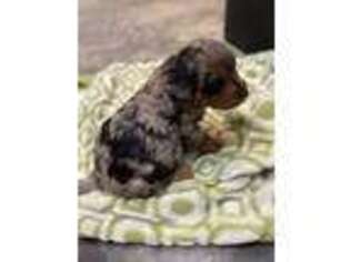Mutt Puppy for sale in Forest, MS, USA