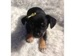 Chihuahua Puppy for sale in New London, CT, USA
