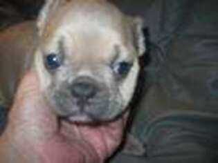 French Bulldog Puppy for sale in Corunna, IN, USA