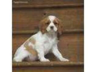 Cavalier King Charles Spaniel Puppy for sale in Reinholds, PA, USA