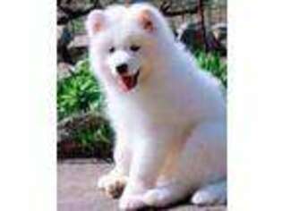 Samoyed Puppy for sale in Livingston, MT, USA