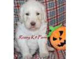 Labradoodle Puppy for sale in Allendale, MI, USA